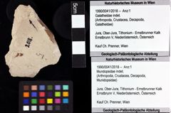 Foto (Objket + Etiketten) von Mundopsidae indet. 